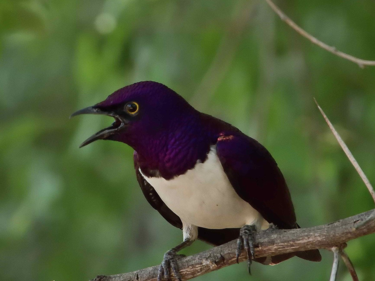 Violet-backed Starling - ML614225124