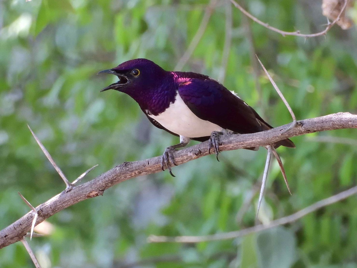 Violet-backed Starling - ML614225125