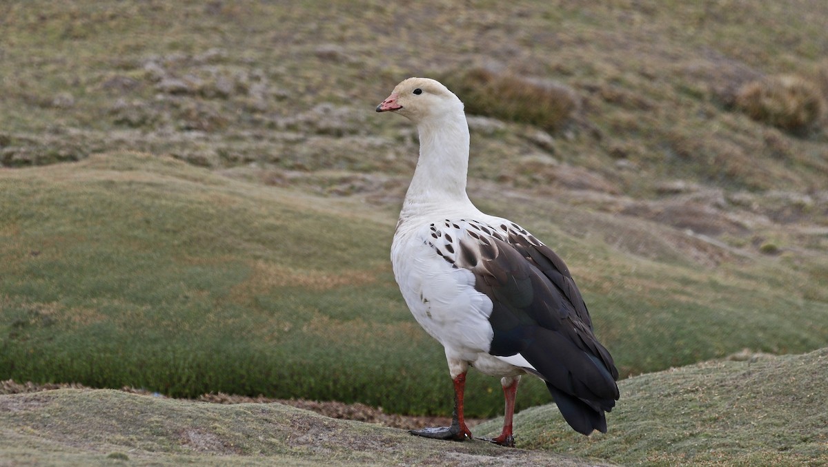 Andean Goose - ML614225148