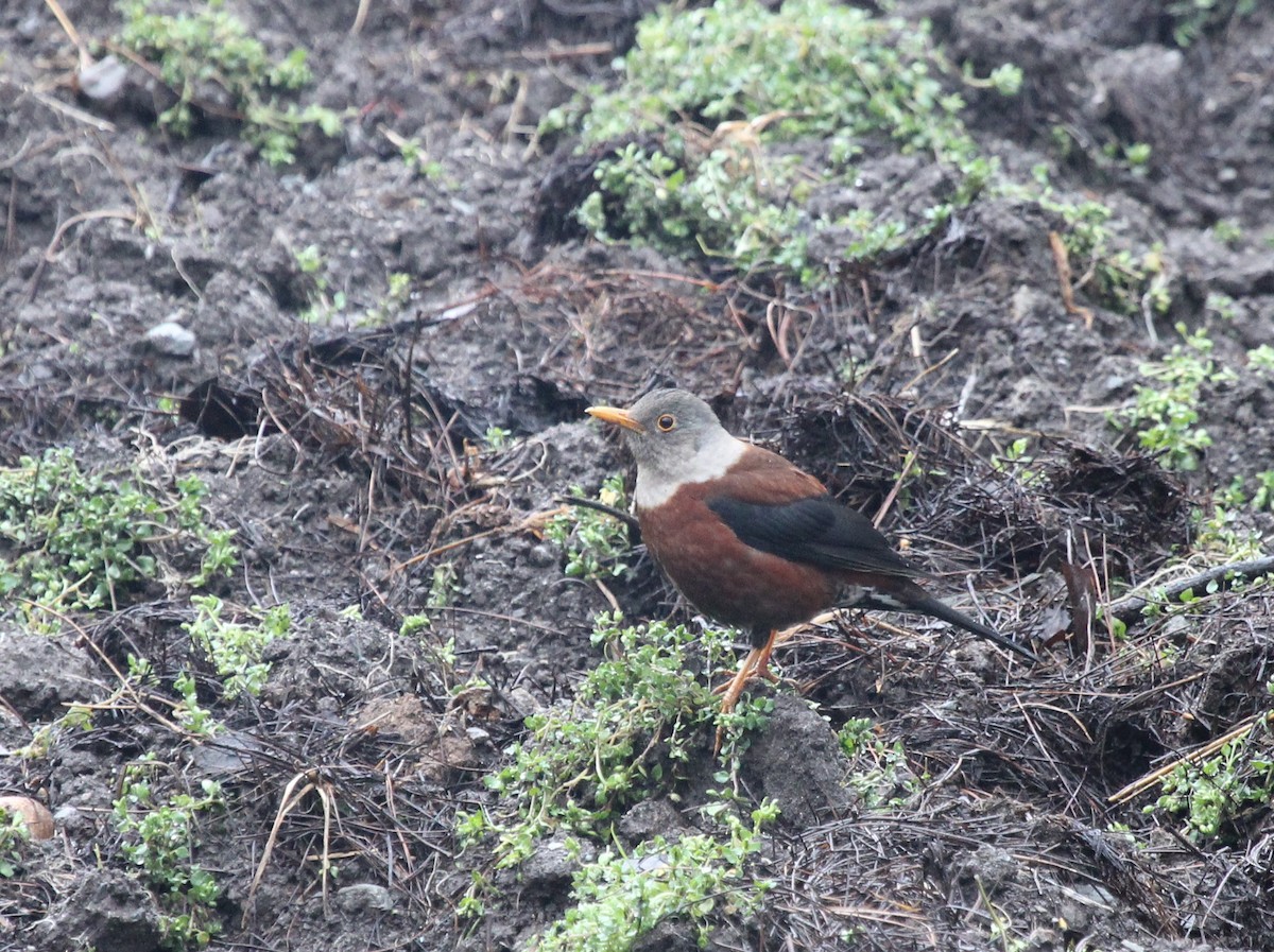 Chestnut Thrush - ML614225158