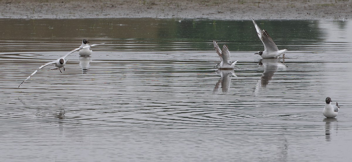 Little Gull - ML614225187