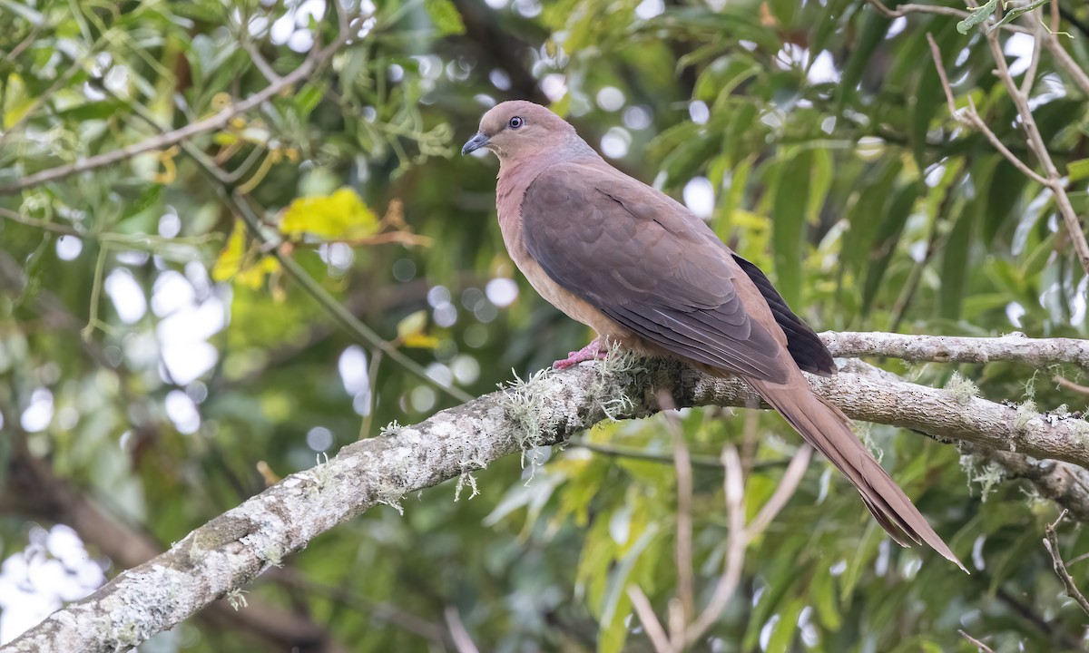 Brown Cuckoo-Dove - ML614225209