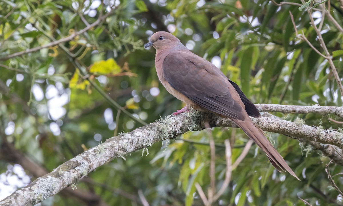Brown Cuckoo-Dove - ML614225210