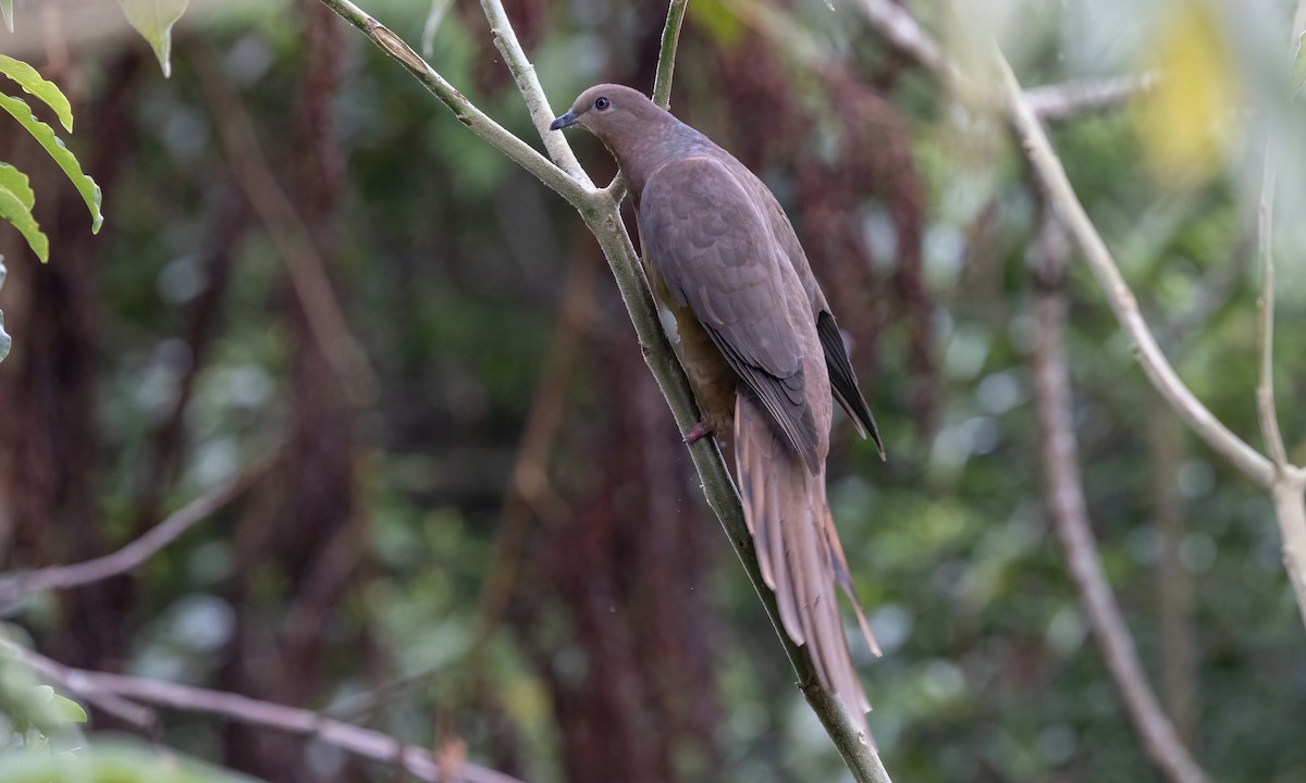 Brown Cuckoo-Dove - ML614225211