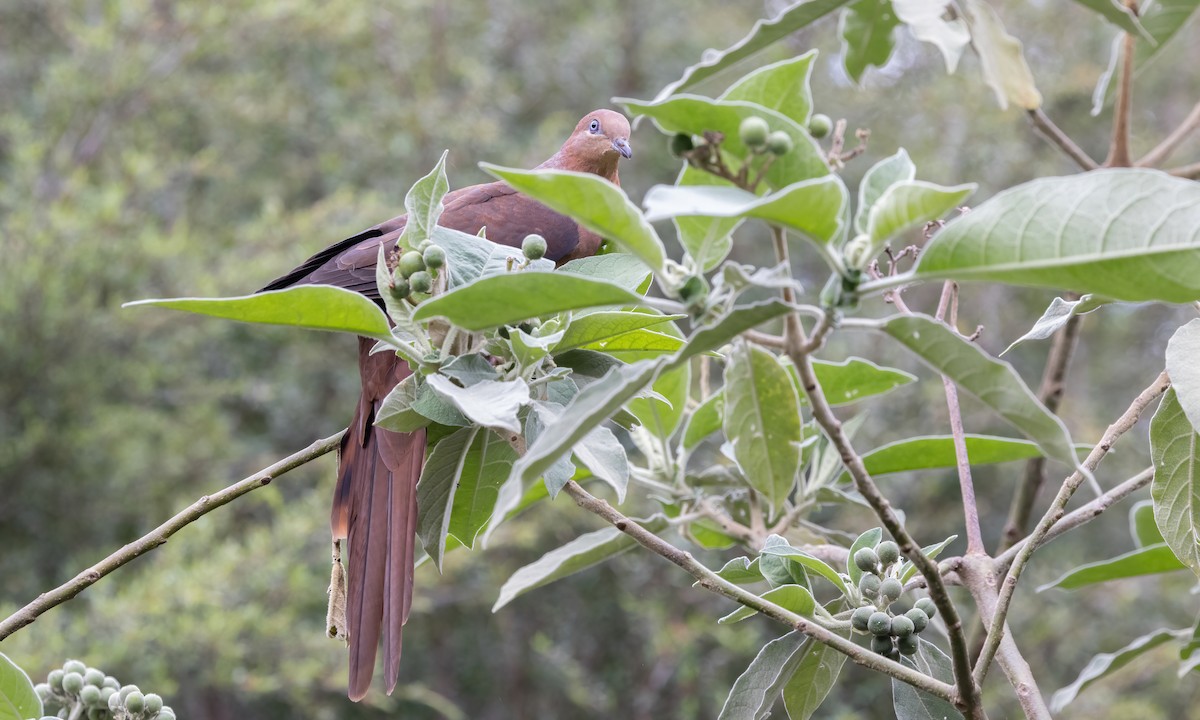 Brown Cuckoo-Dove - ML614225213