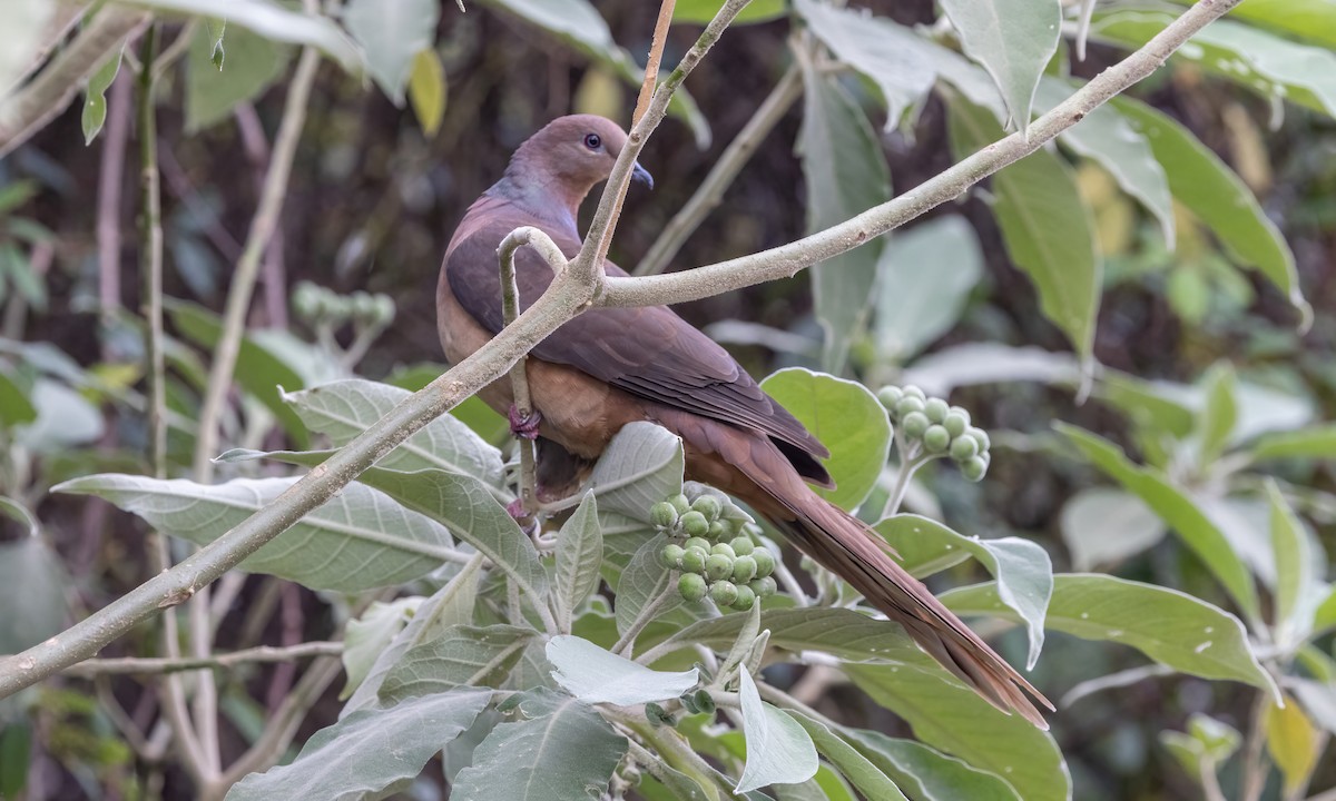 Brown Cuckoo-Dove - ML614225214