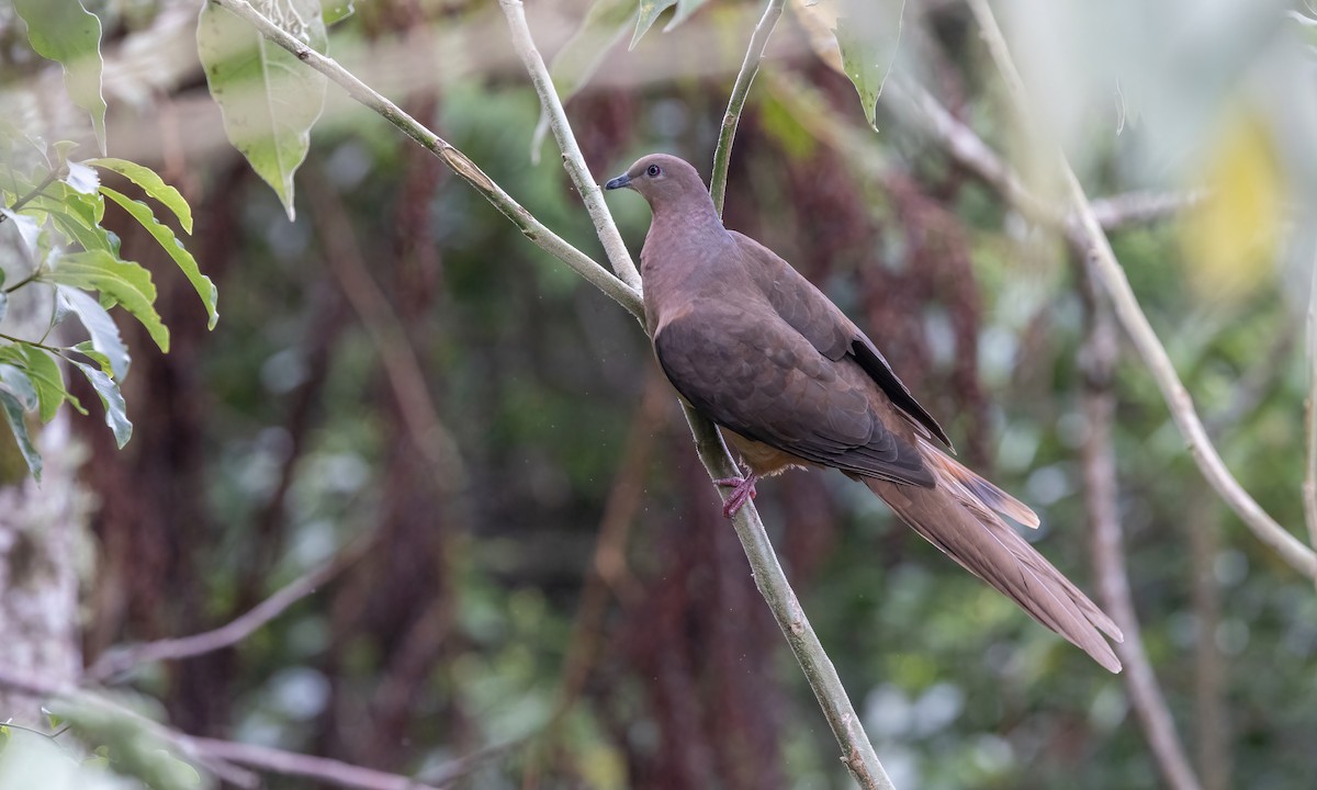 Brown Cuckoo-Dove - ML614225217
