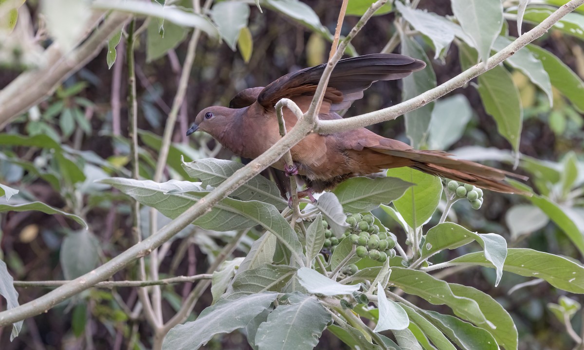Brown Cuckoo-Dove - ML614225218