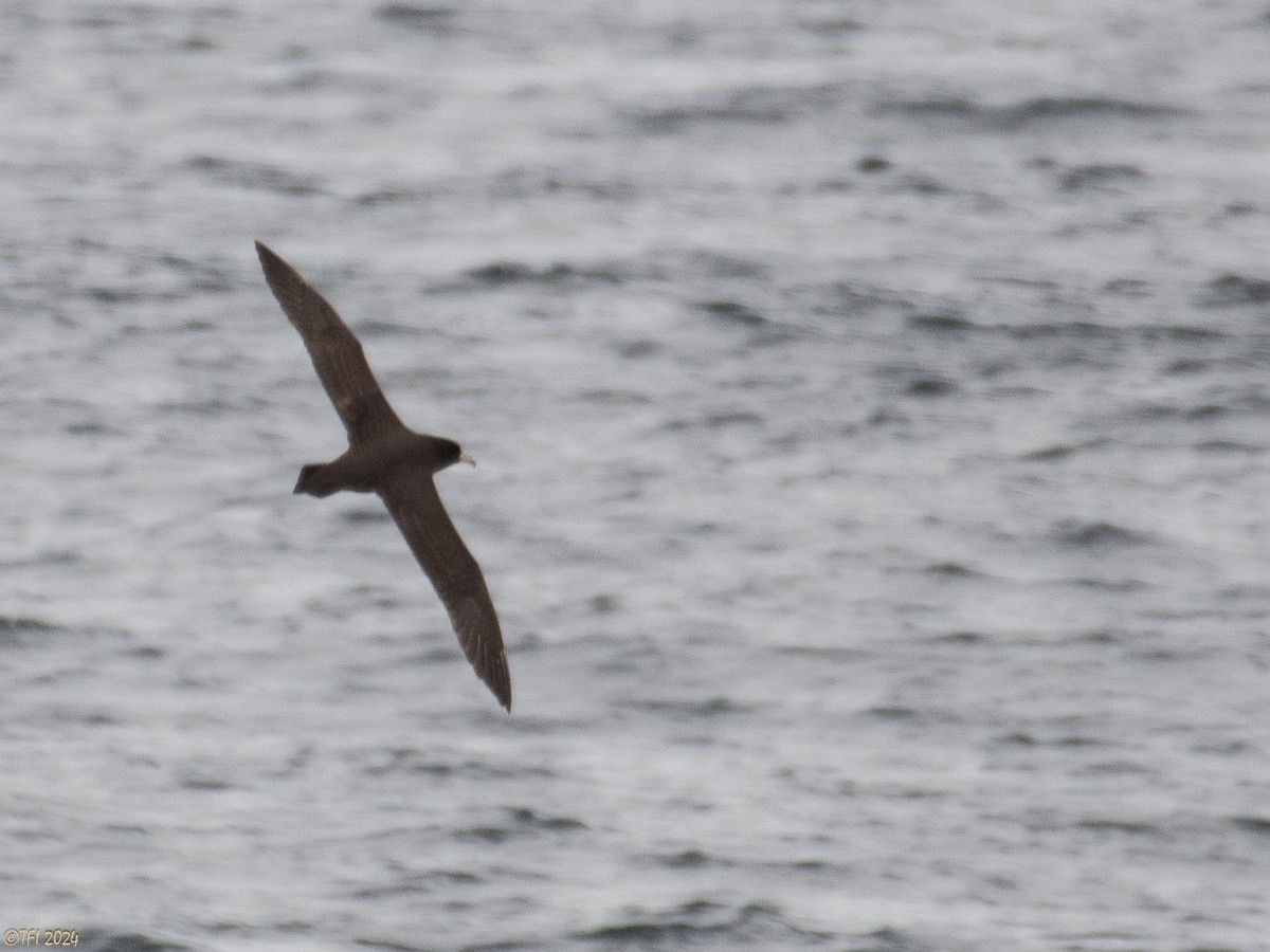 White-chinned Petrel - ML614225309