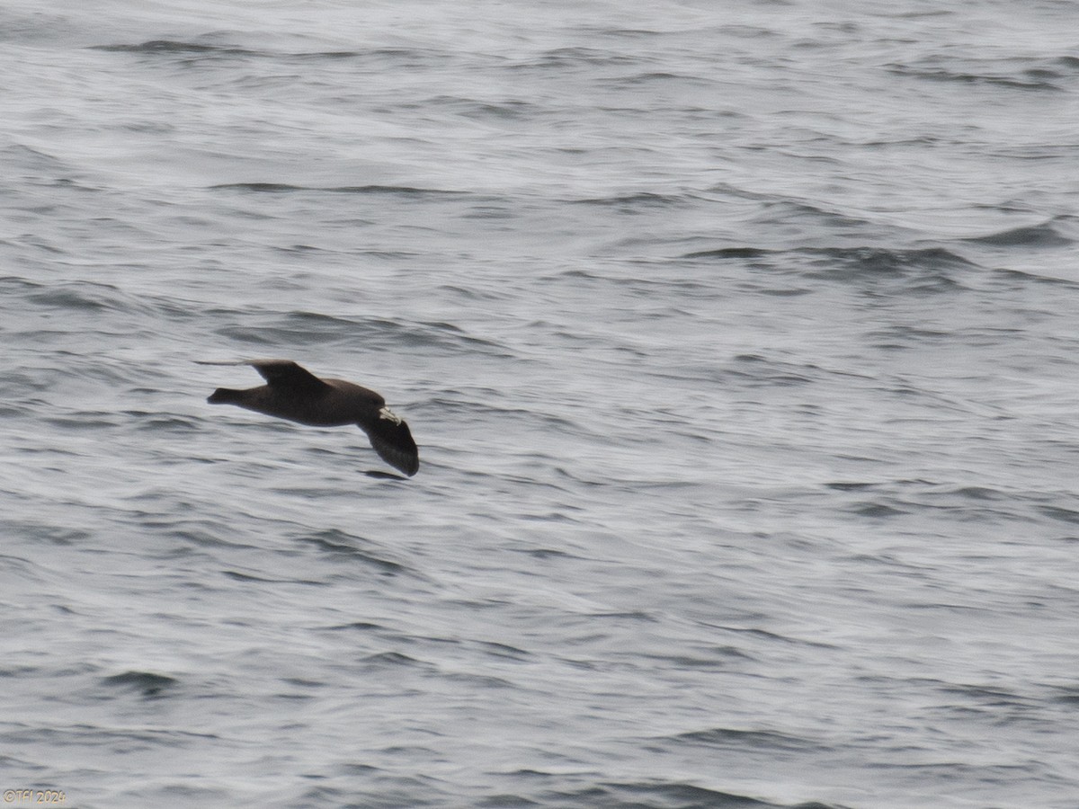 Puffin à menton blanc - ML614225311