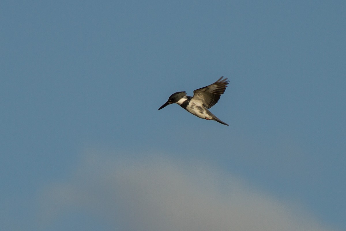 Belted Kingfisher - ML614225318