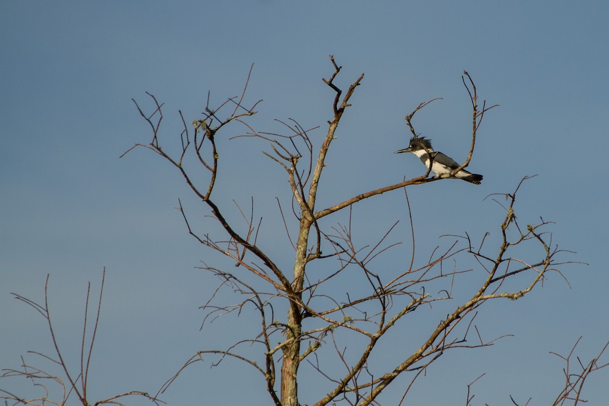 Belted Kingfisher - ML614225321