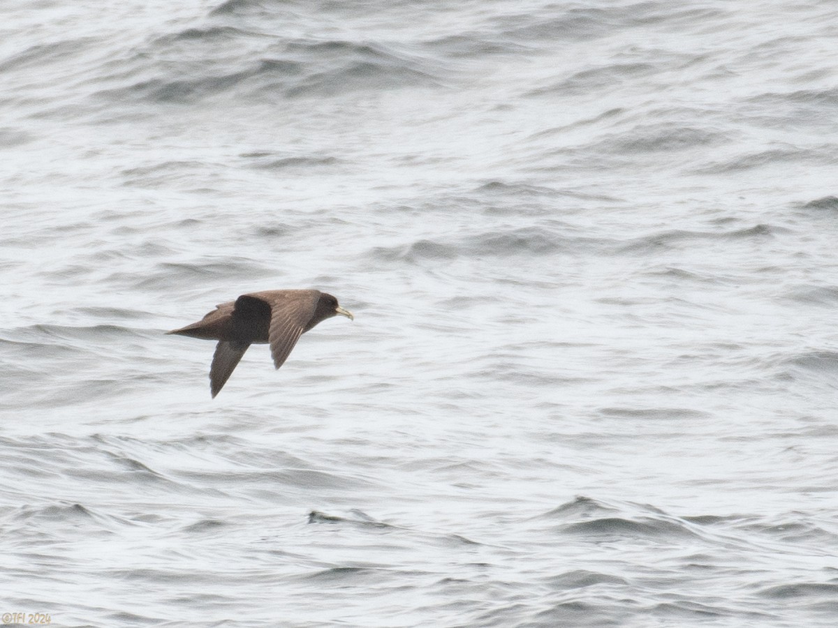 White-chinned Petrel - T I