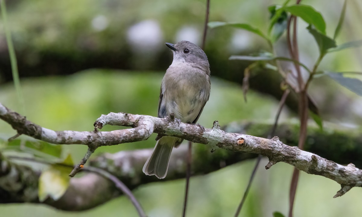 Golden Whistler - ML614225560