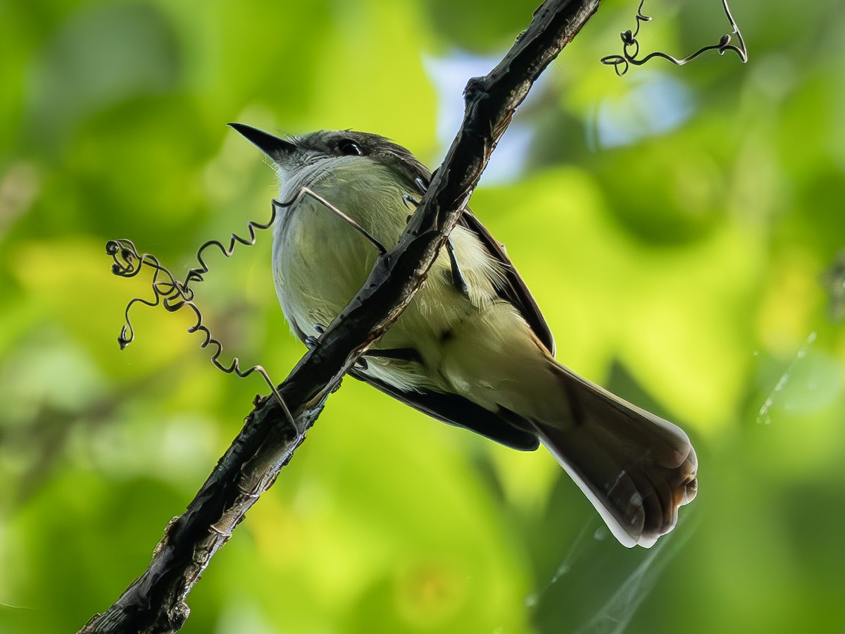 Lesser Antillean Flycatcher - ML614225577