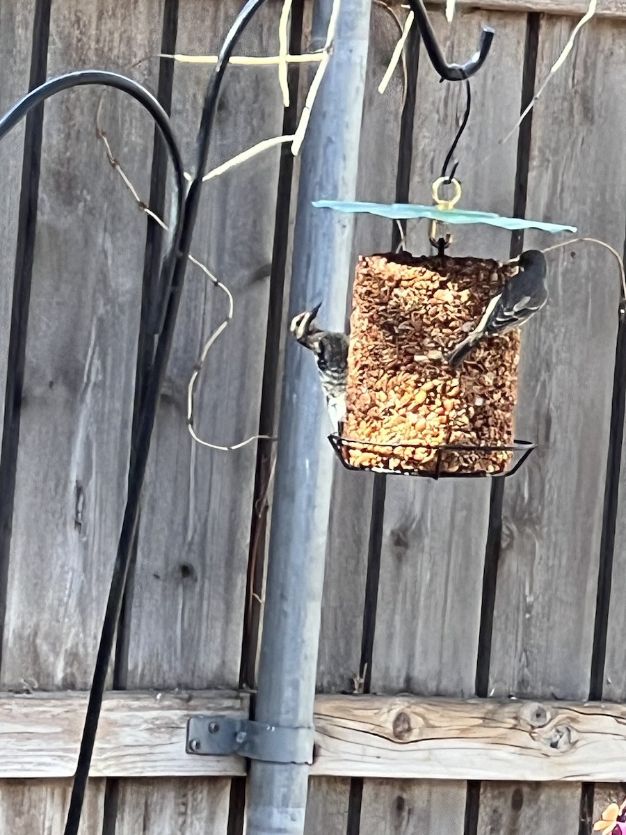 Yellow-bellied Sapsucker - ML614225586