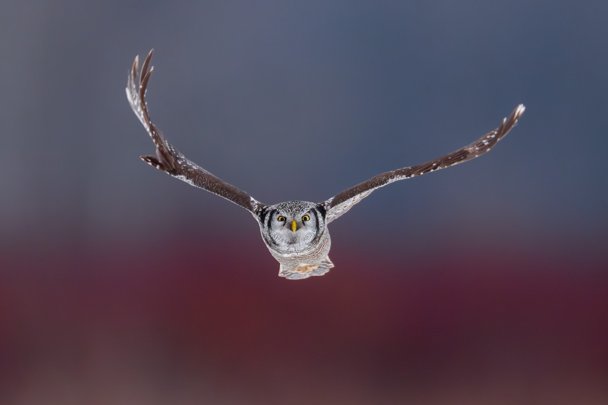 Northern Hawk Owl - Matt Zuro