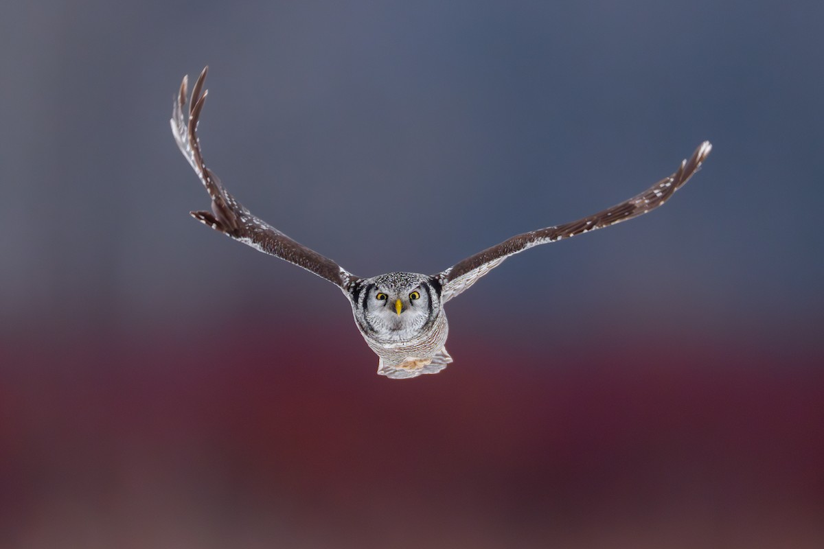 Northern Hawk Owl - ML614225623