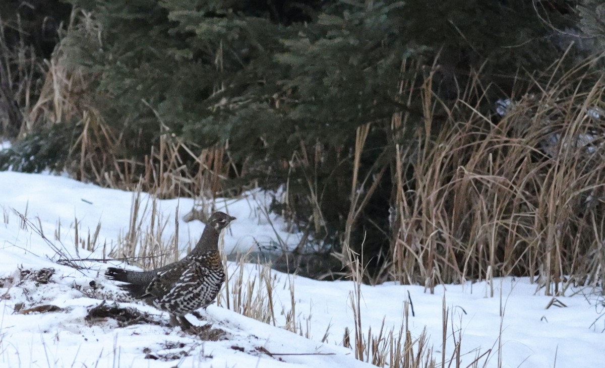 Spruce Grouse - David Harrington