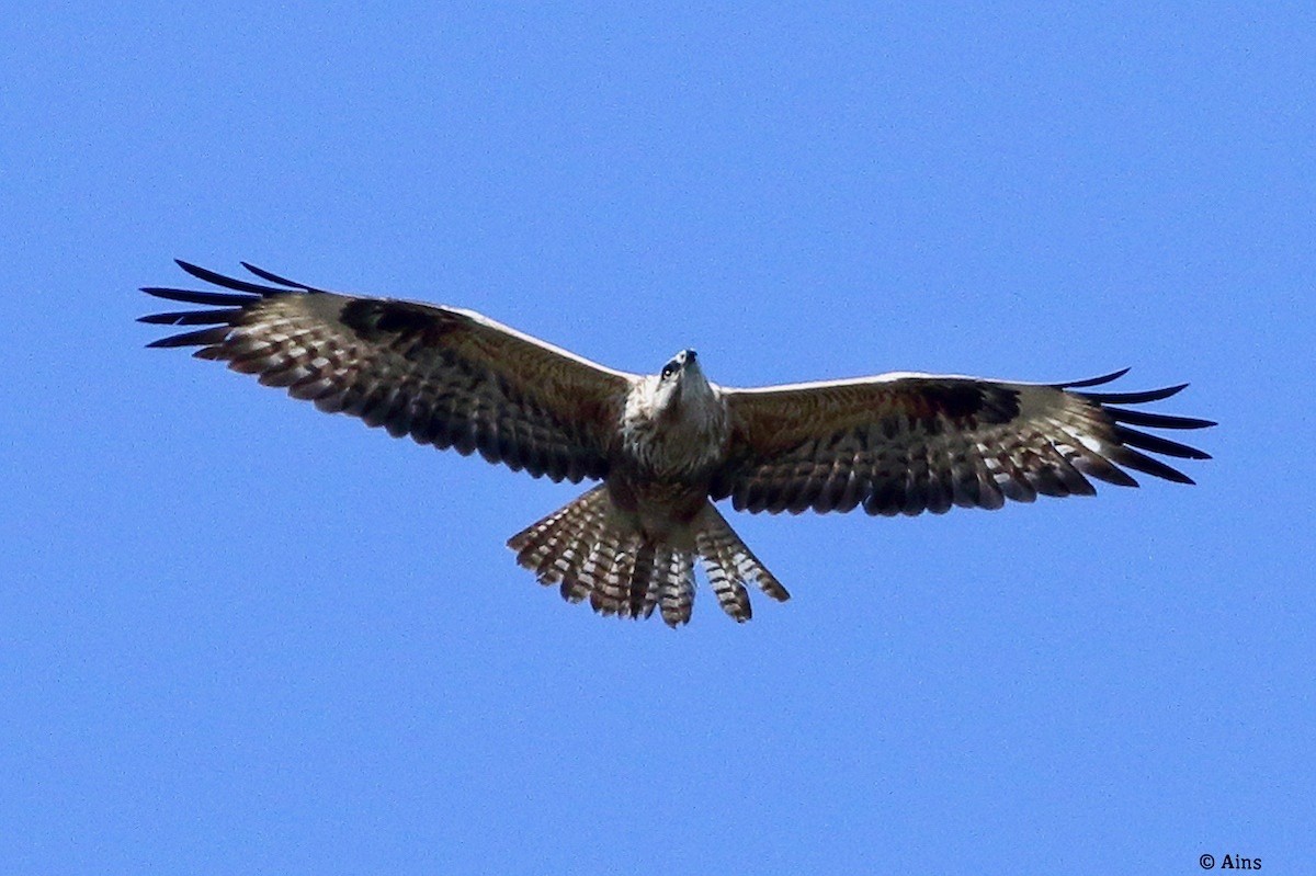 Канюк степовий - ML614225698