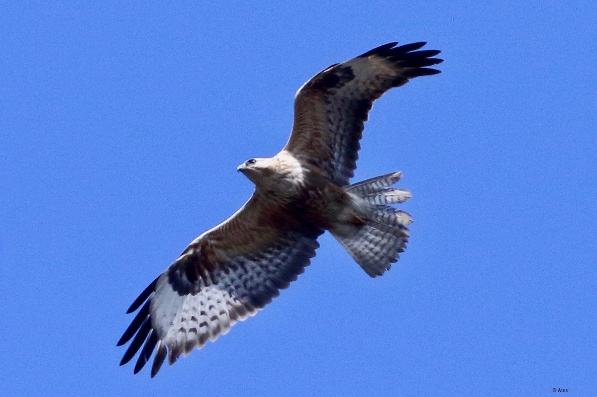 Канюк степовий - ML614225700