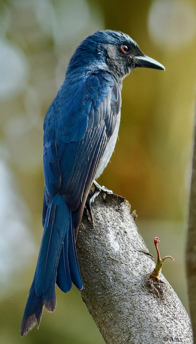 Ashy Drongo - ML614225718