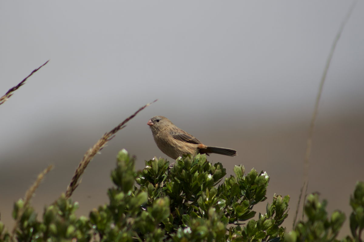 Plain-colored Seedeater - ML614225795