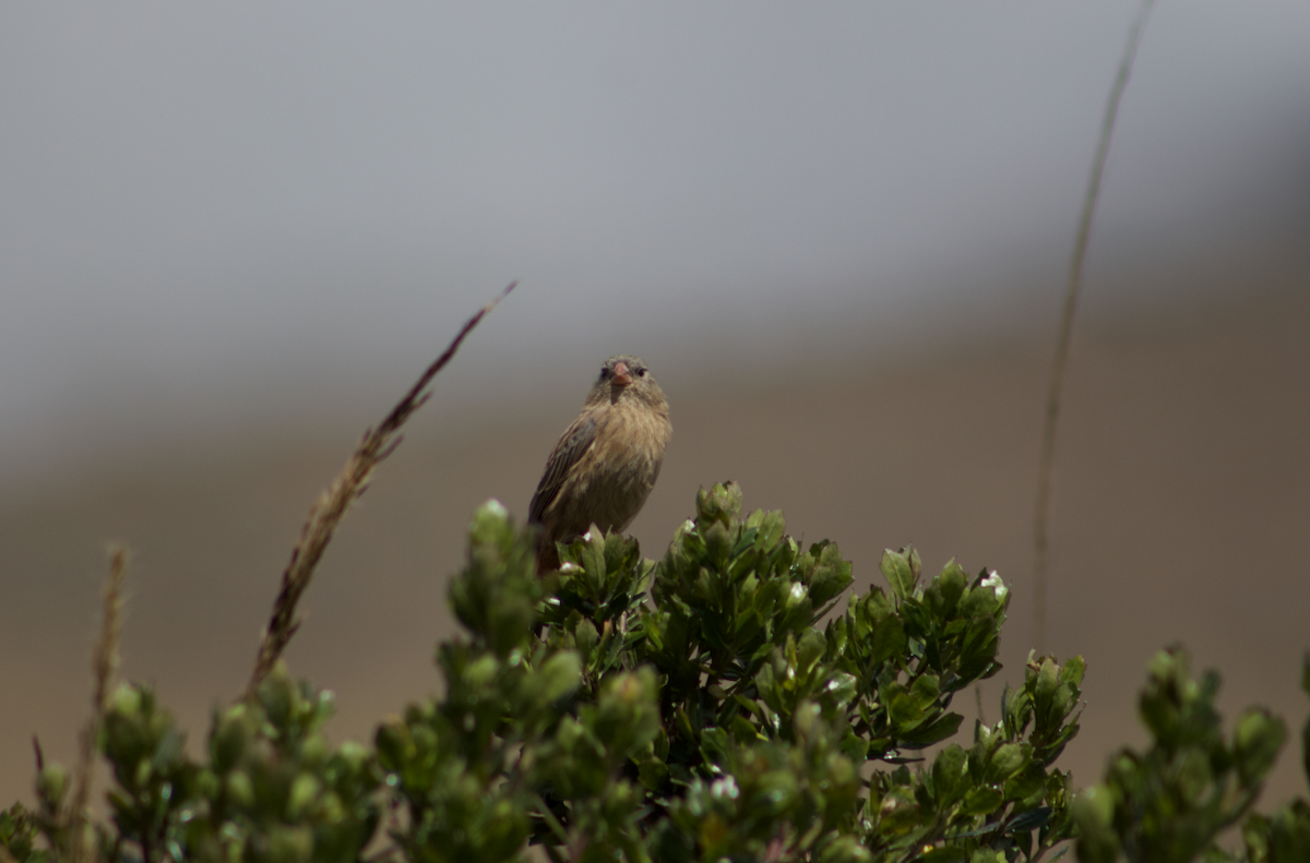 Plain-colored Seedeater - ML614225796