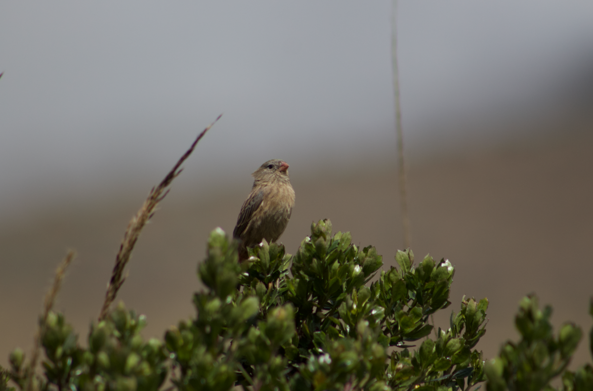 Plain-colored Seedeater - ML614225797