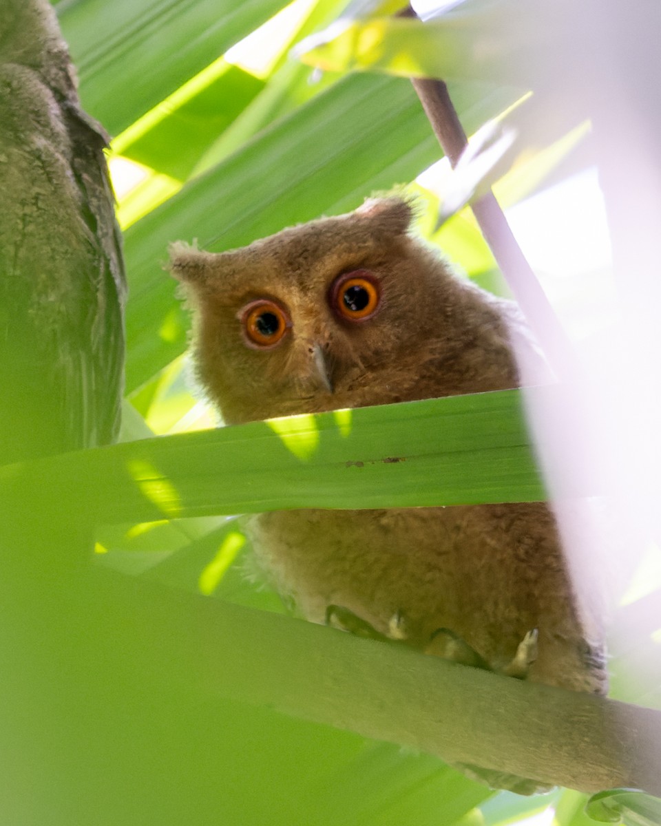 Philippine Scops-Owl - Enrico Legaspi