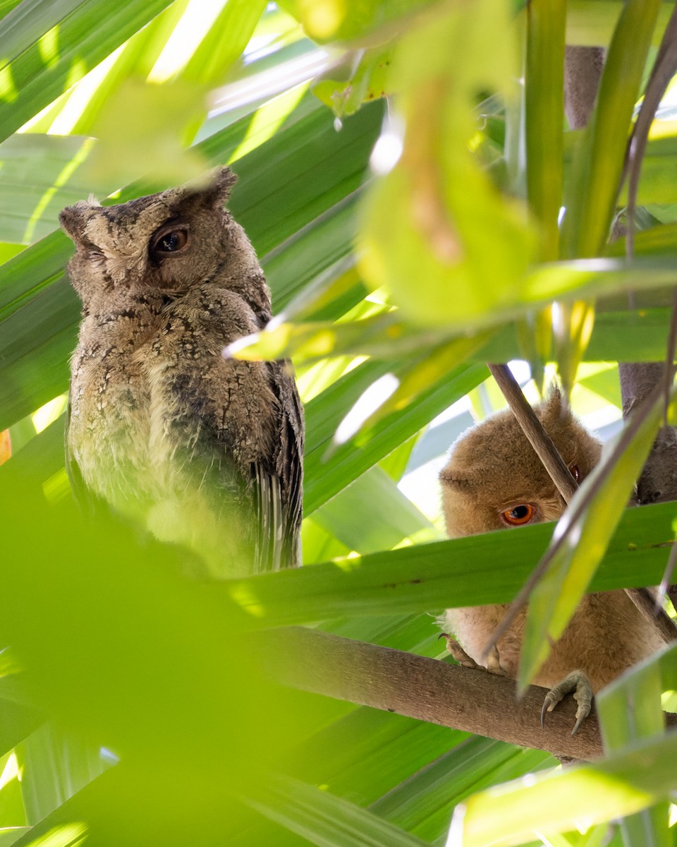 Philippine Scops-Owl - ML614225804