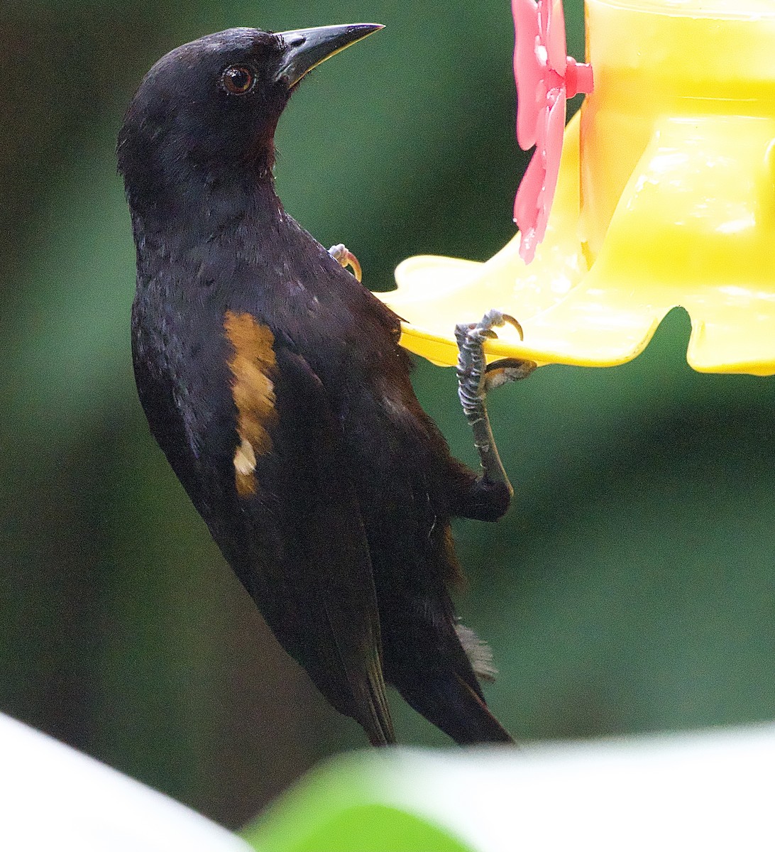 Variable Oriole - ML614225883