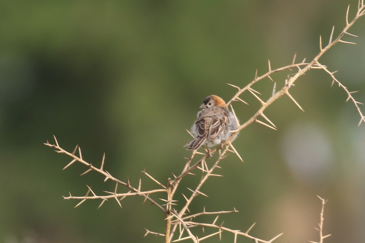Speckle-fronted Weaver - ML614225928