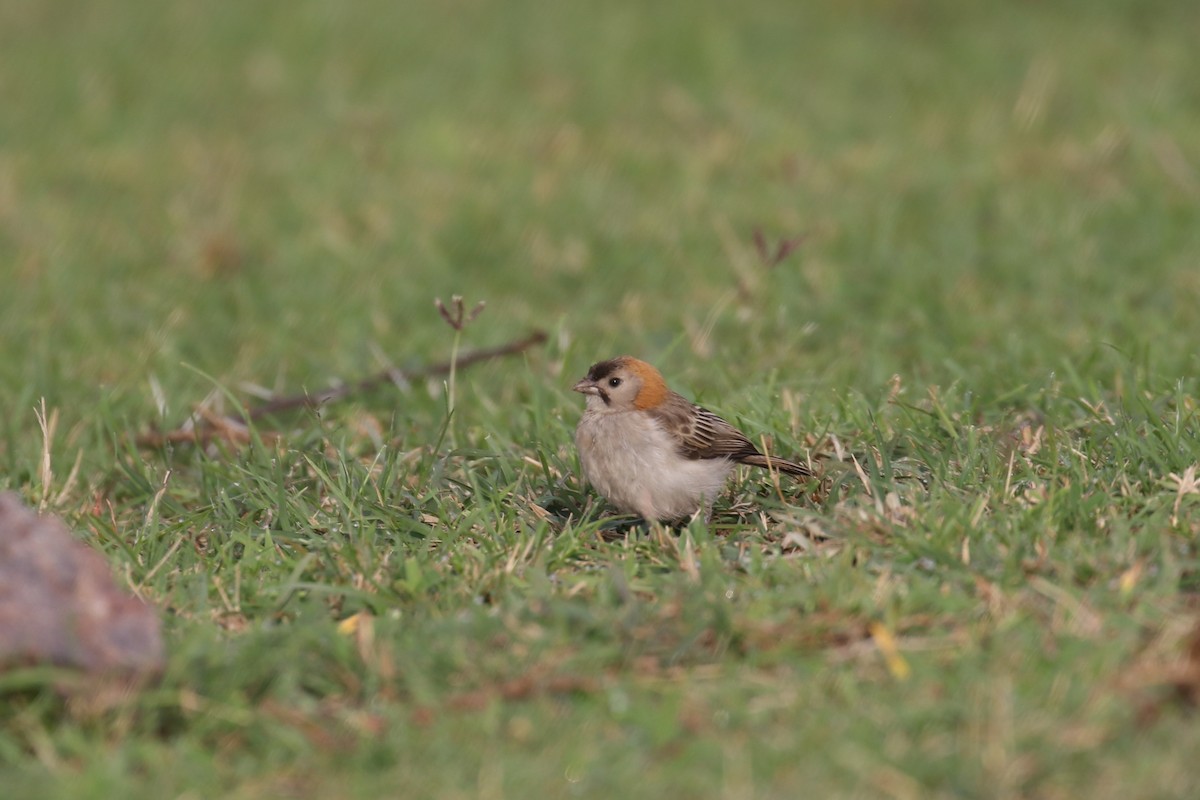 Speckle-fronted Weaver - ML614225929