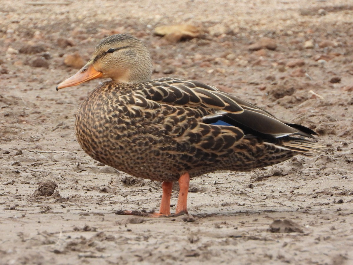 Mexican Duck - ML614225951