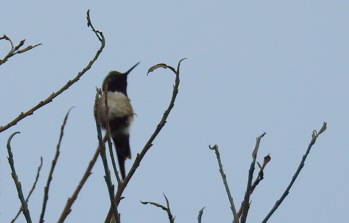 Amethyststernkolibri - ML614226000