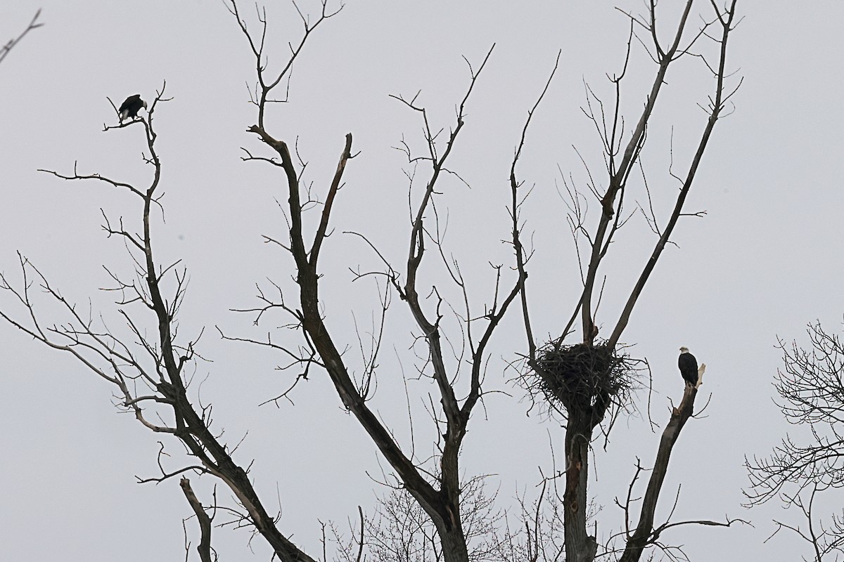 Bald Eagle - ML614226005