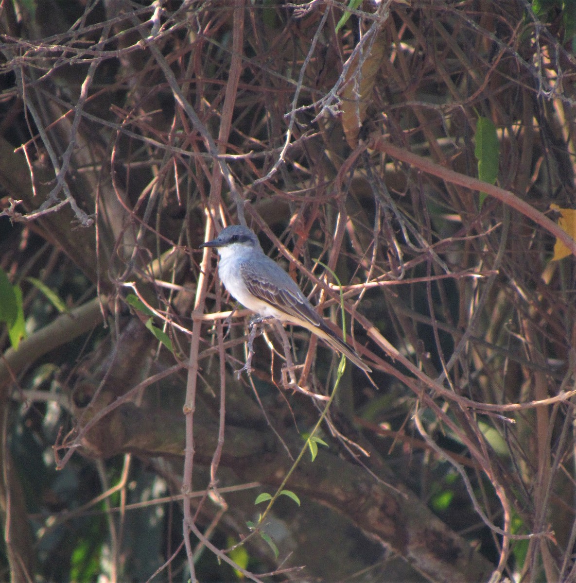 Gray Kingbird - ML614226014