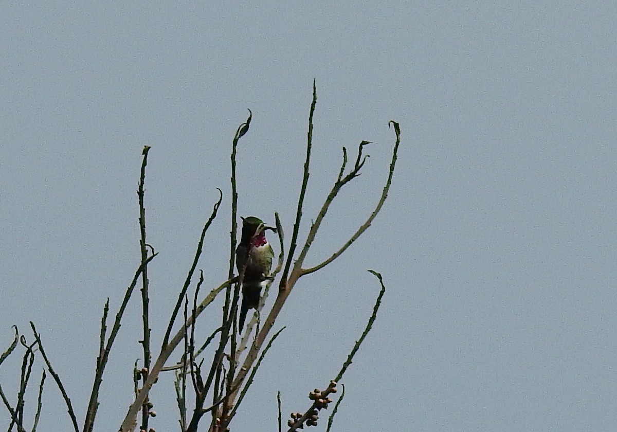 Colibrí Amatista - ML614226016