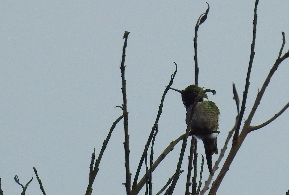 Amethyststernkolibri - ML614226017