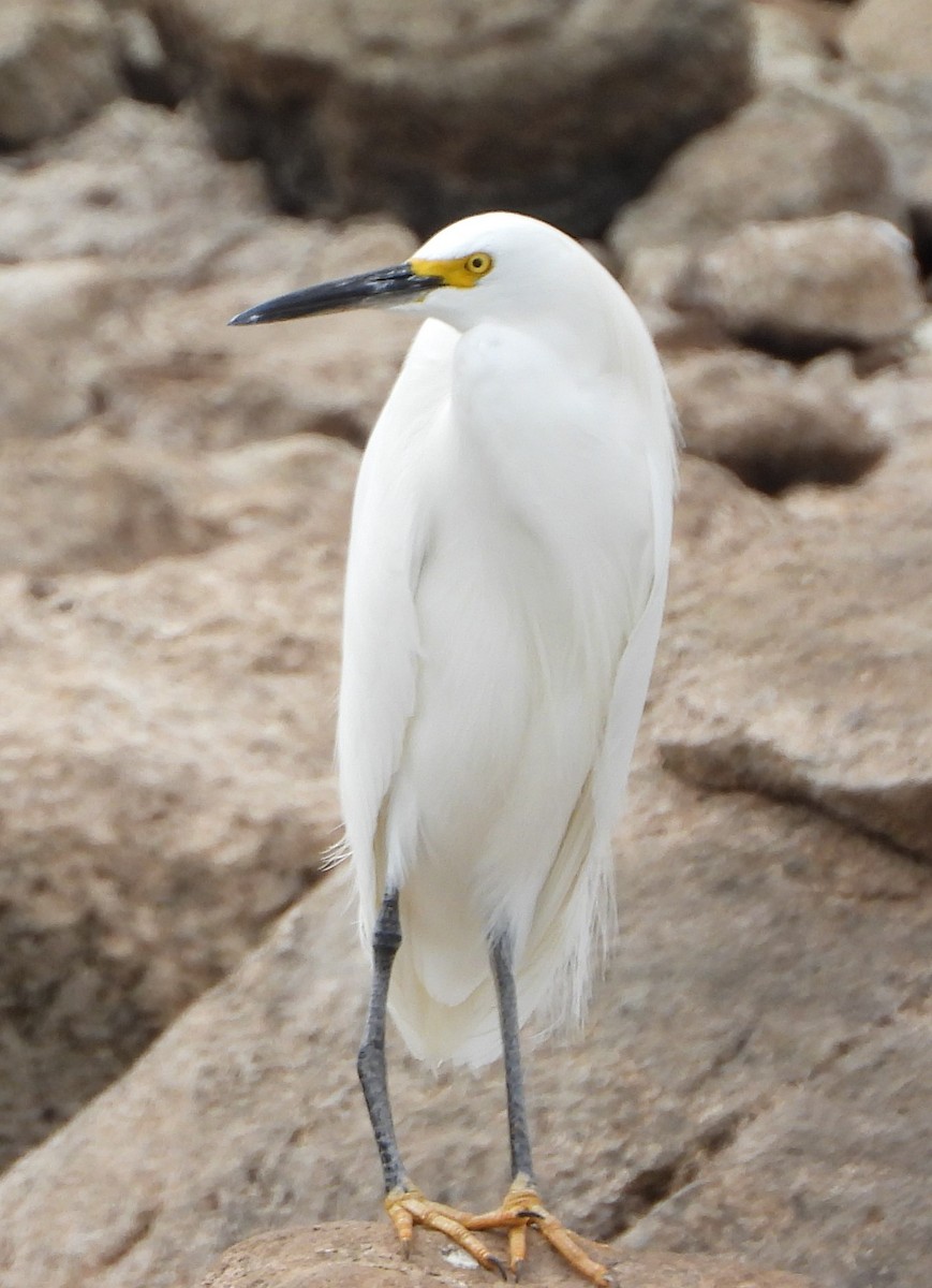 Snowy Egret - ML614226024