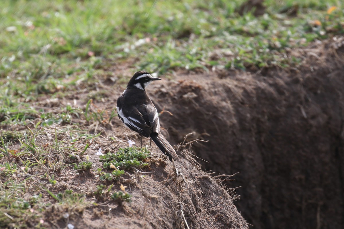 African Pied Wagtail - ML614226030