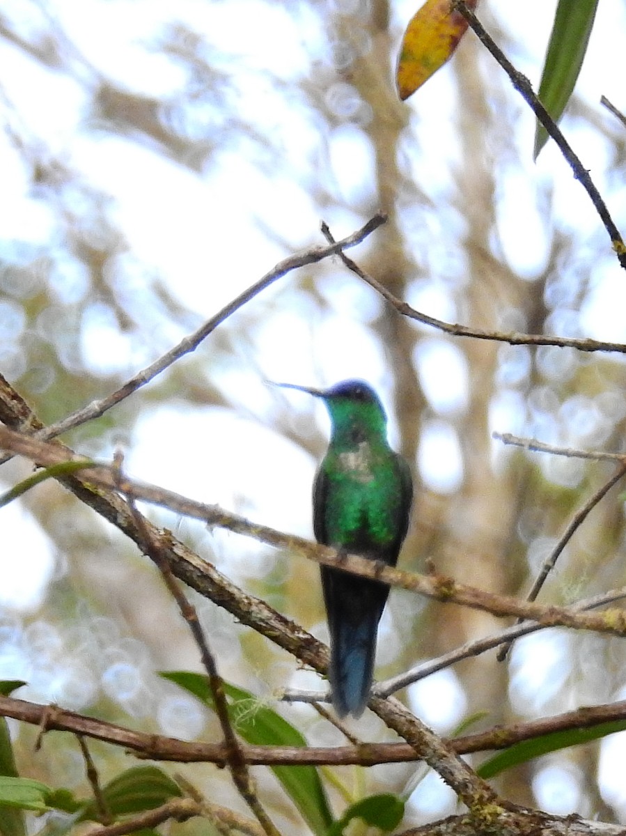 Violet-capped Woodnymph - ML614226032