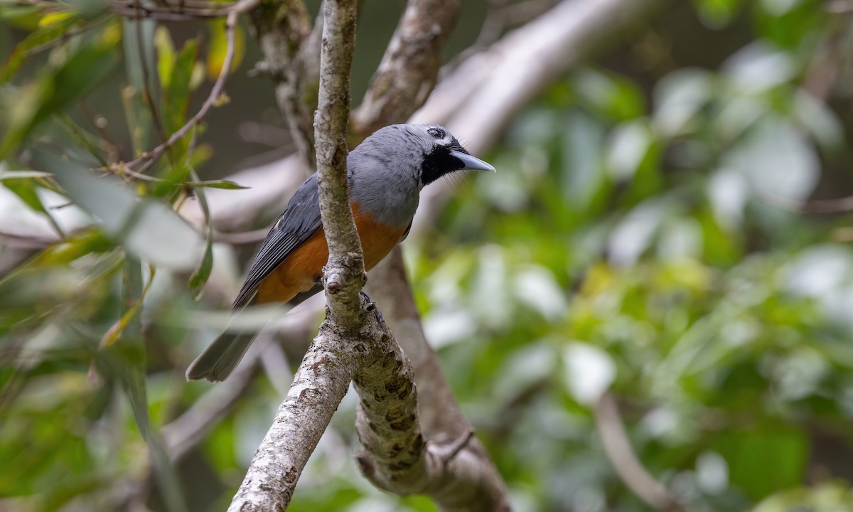 Black-faced Monarch - ML614226097