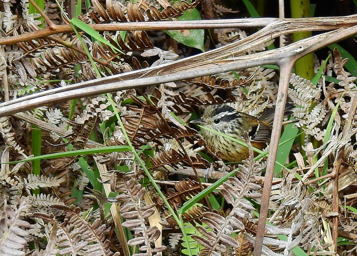 Ochre-rumped Antbird - ML614226114