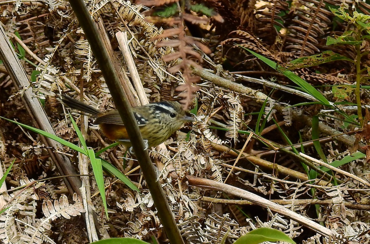 Ochre-rumped Antbird - ML614226115