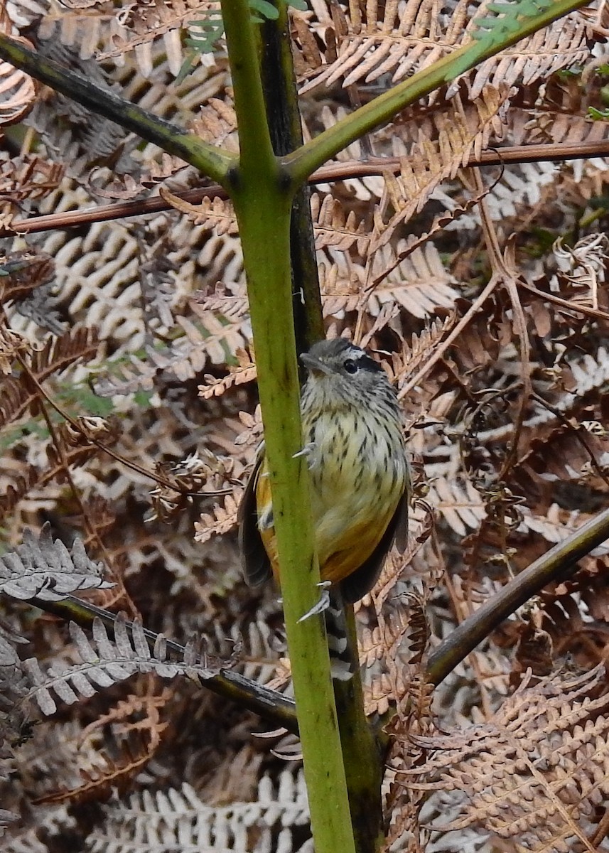 Ochre-rumped Antbird - ML614226117