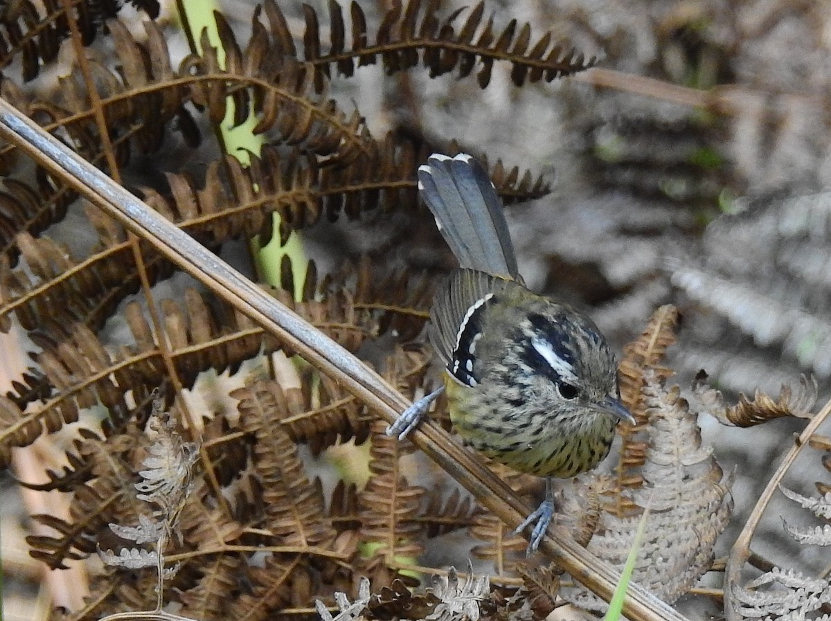 Ochre-rumped Antbird - ML614226118