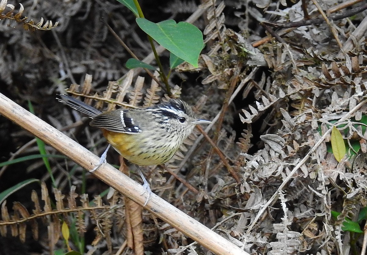 Ochre-rumped Antbird - ML614226119