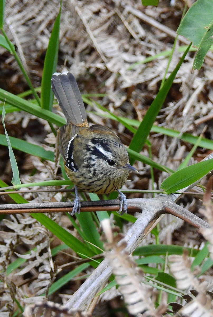 Ochre-rumped Antbird - ML614226121